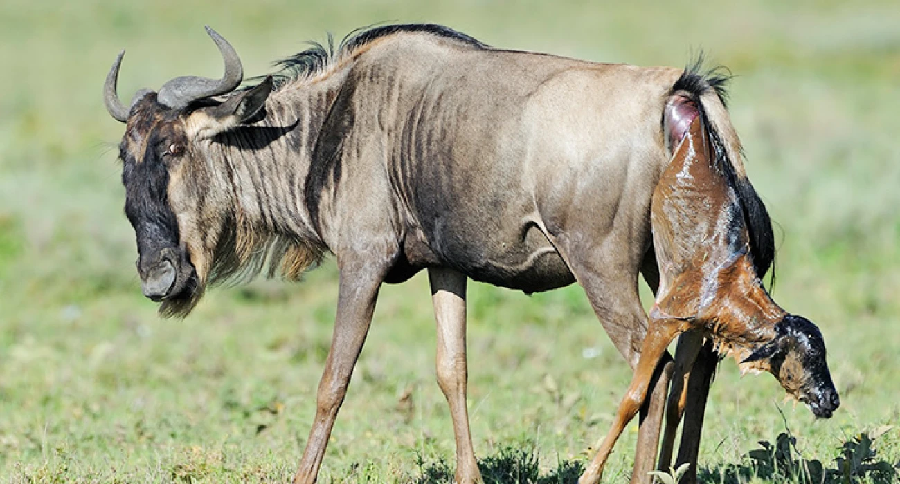 A Photographic Journey Through the Wild. - Image 1