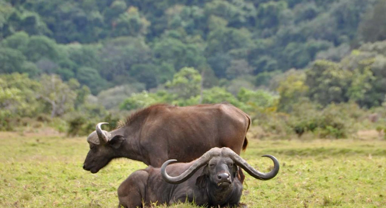 A Photographic Journey Through the Wild. - Image 4