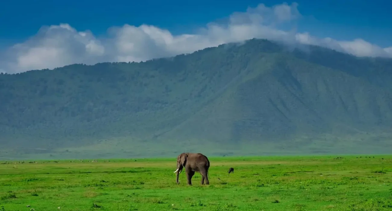 Tarangire Wildlife.