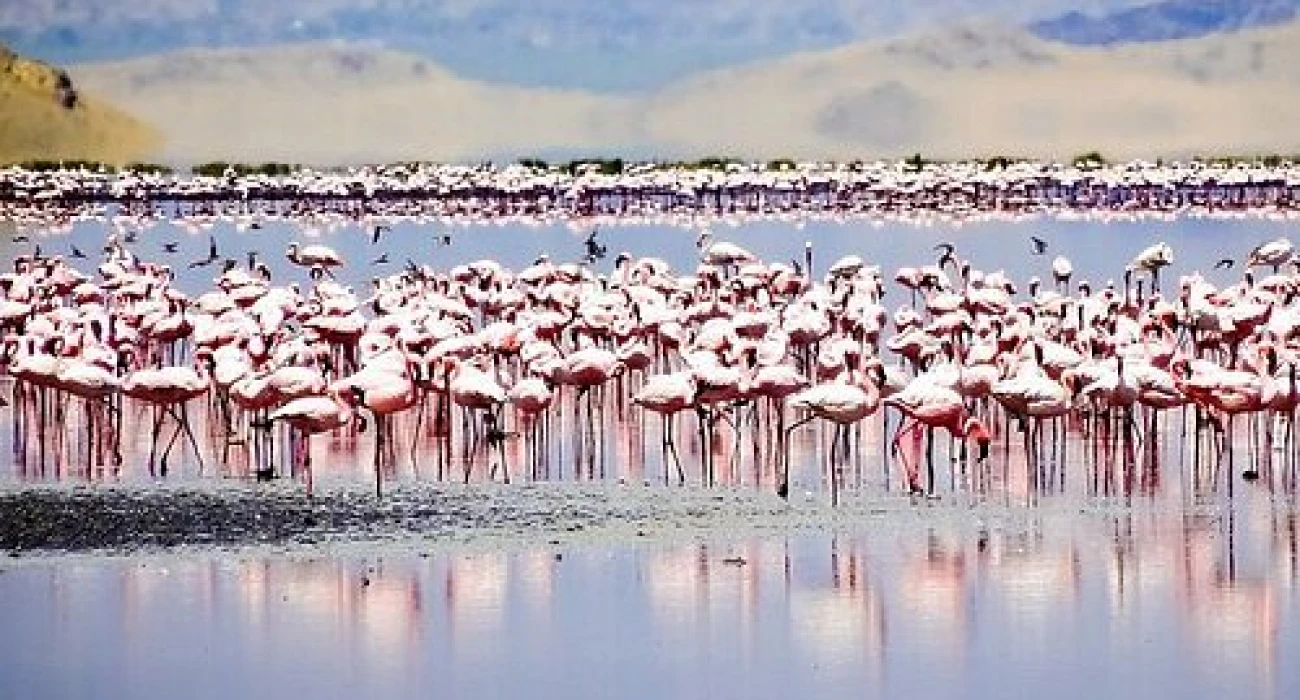 Wild Romance in the Heart of the Savannah. - Image 1