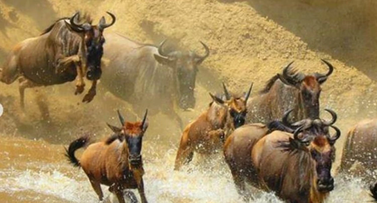 An Incredible Wildebeests Migration Adventure for the Honeymooners.  - Image 4