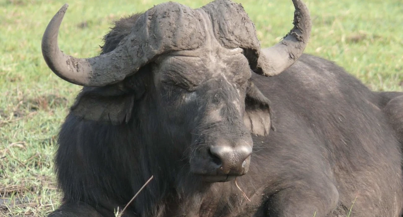 An Incredible Wildebeests Migration Adventure for the Honeymooners.  - Image 3