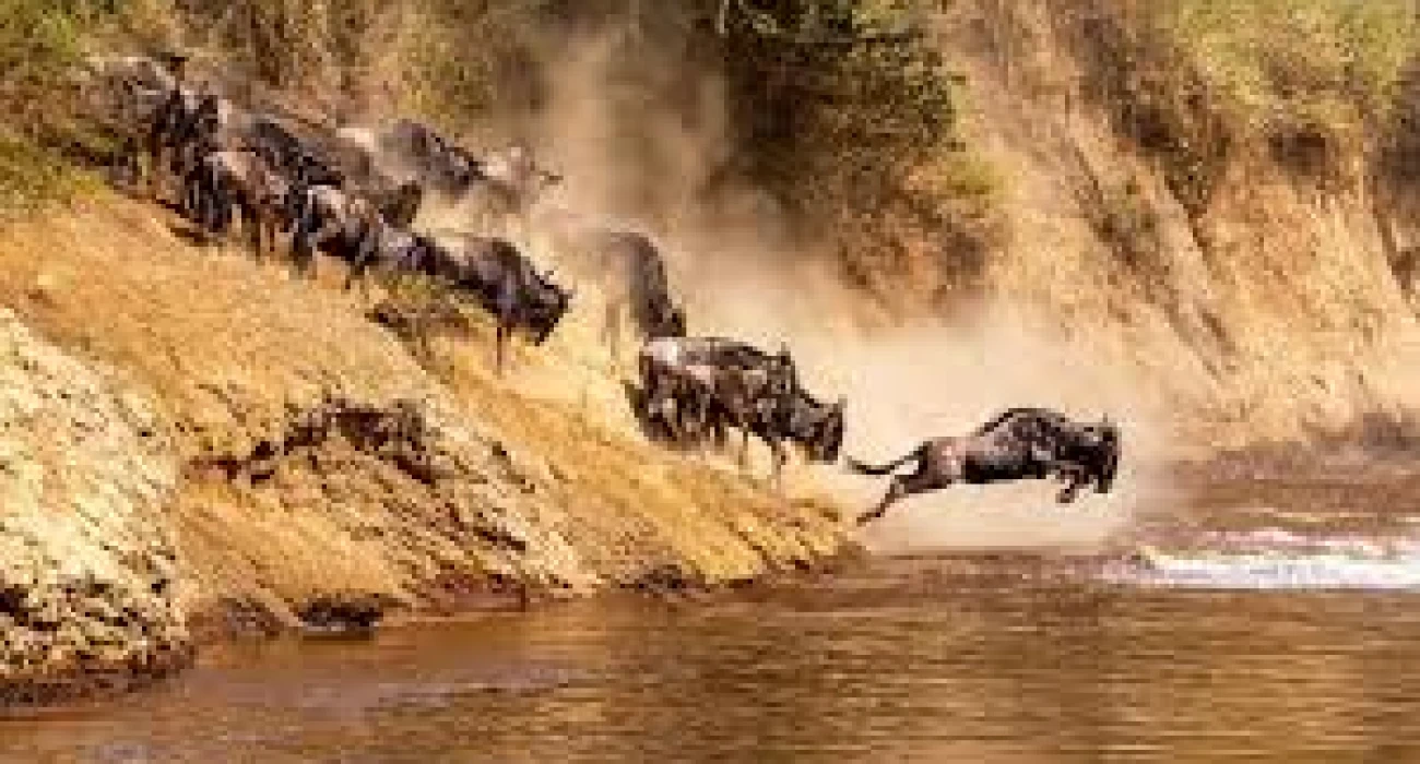 An Epic Honeymoon Safari Following the Great Migration. - Image 3