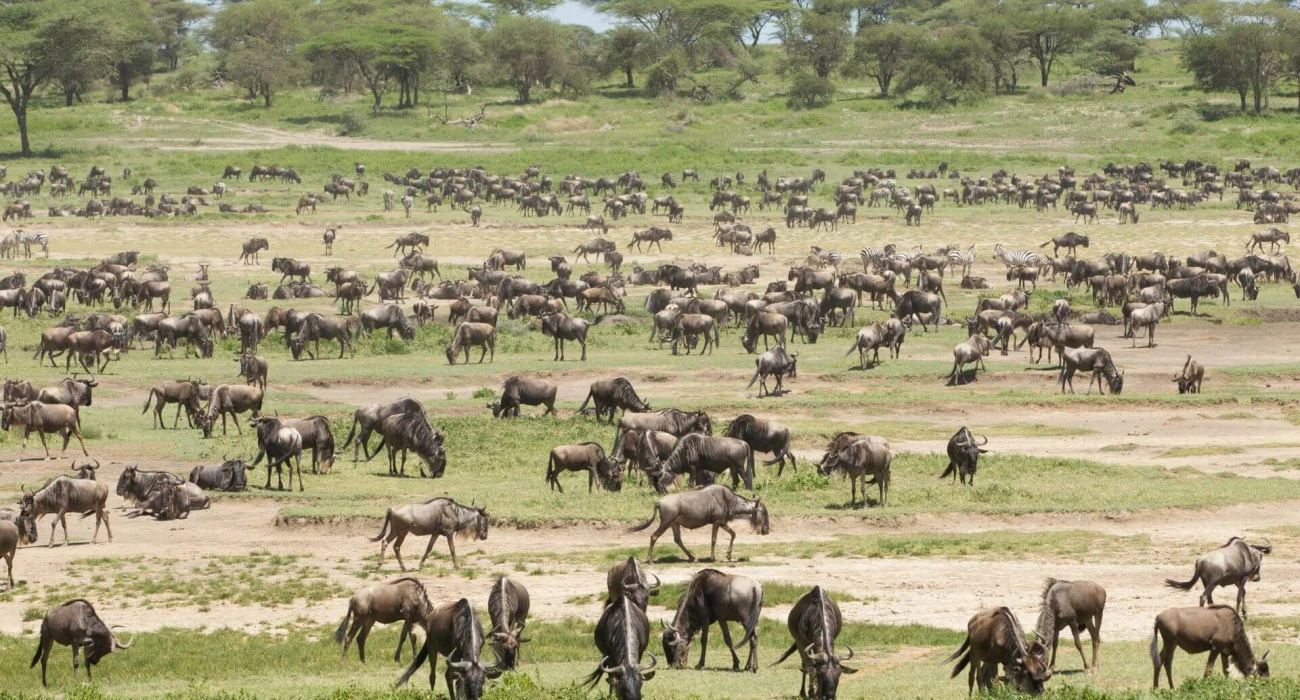 An Epic Honeymoon Safari Following the Great Migration. - Image 4