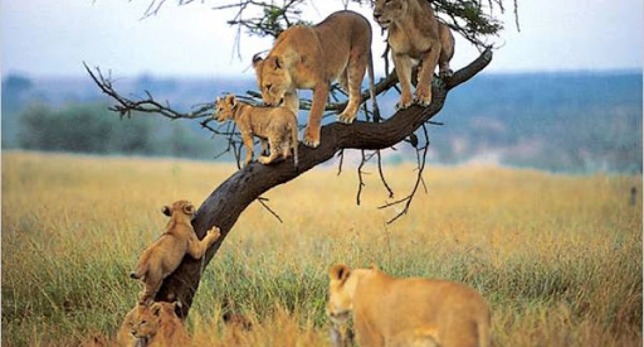 Your Bespoke Honeymoon Safari in Tanzania. - Image 4