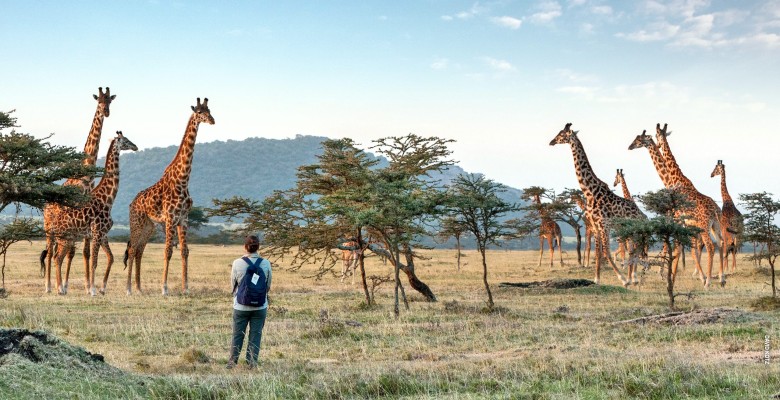 Migration Safari